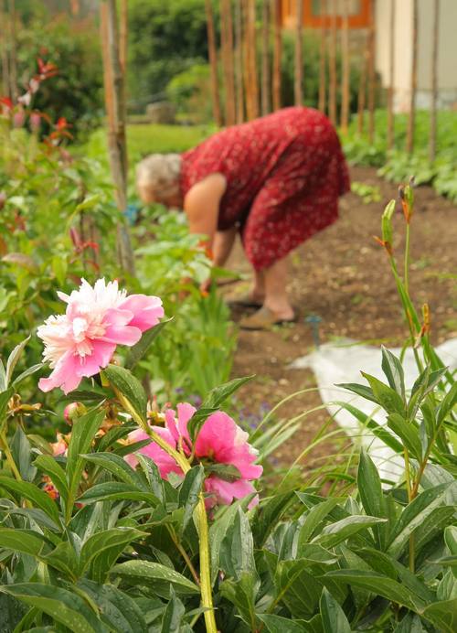 塔莎大冒险下载官方版本_塔莎大冒险手机版安卓苹果下载