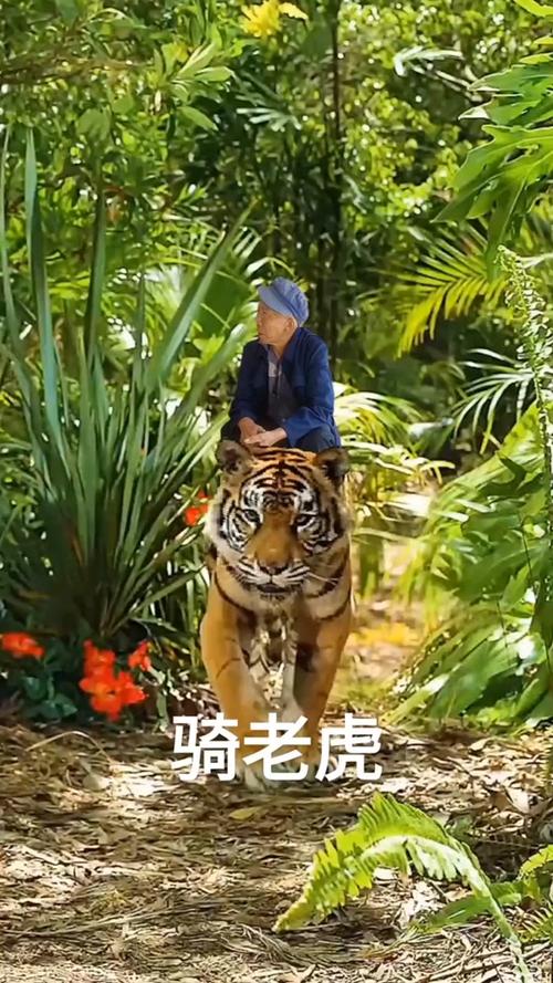 骑虎老爷爷游戏下载_骑虎老爷爷官网下载_手机安卓苹果app