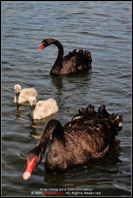 天鹅棋游戏下载_天鹅棋游戏官网下载_手机安卓苹果app