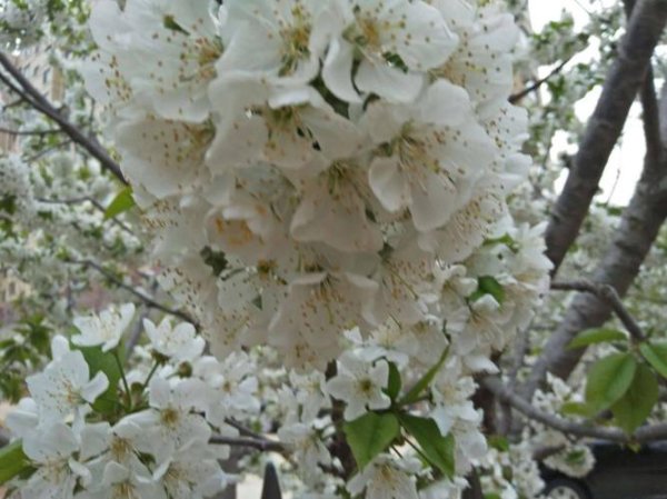 芳馥最全游戏攻略解说_芳馥最新游戏技巧通关